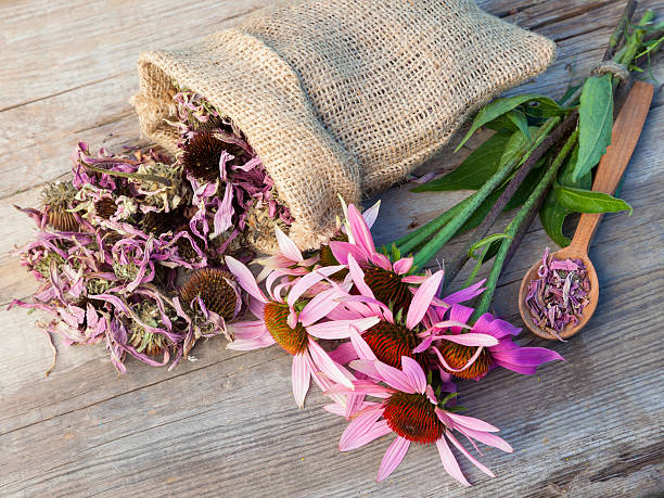 Echinacea (Echinacea Purpurea)