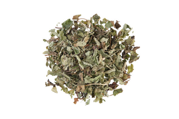 Lemon Balm (Melissa officinalis)