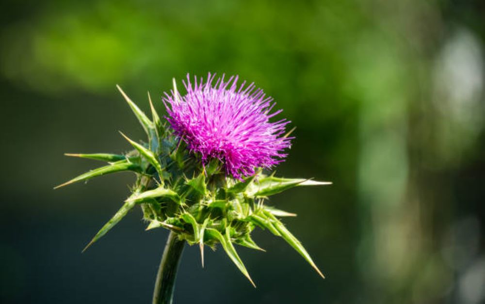 Unlock the Benefits of Milk Thistle – A Natural Liver Support