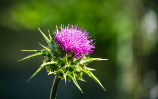Unlock the Benefits of Milk Thistle – A Natural Liver Support
