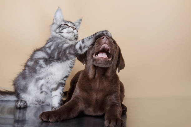 Pets