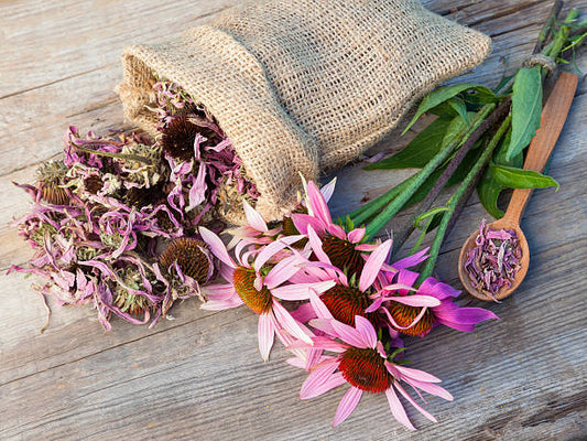 Echinacea (Echinacea Purpurea)
