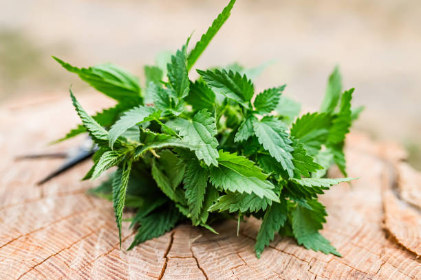 Nettle (Urtica dioica)