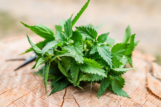 Nettle (Urtica dioica)